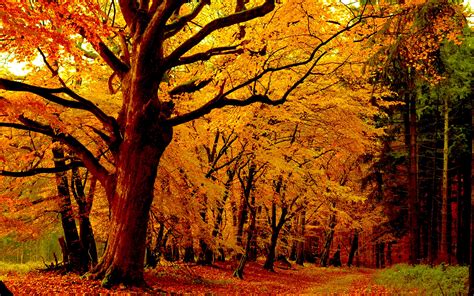 path-in-autumn-forest-hd-wallpaper-background-image-2560x1600-id
