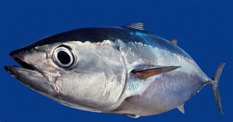 Bluefin tuna | The Life of Animals