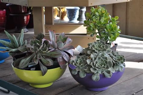 How To Grow Succulents Indoors Everything You Need To Know In A Nutshell
