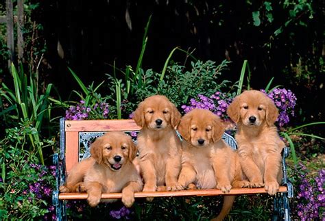 Golden Retriever Puppies Wallpaper Kolpaper Awesome Free Hd Wallpapers