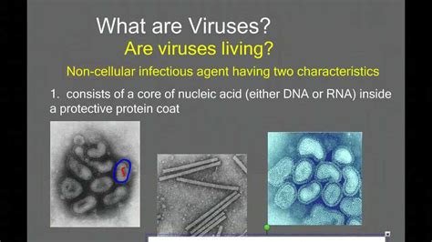 Introduction To Viruses And Viral Replication Youtube