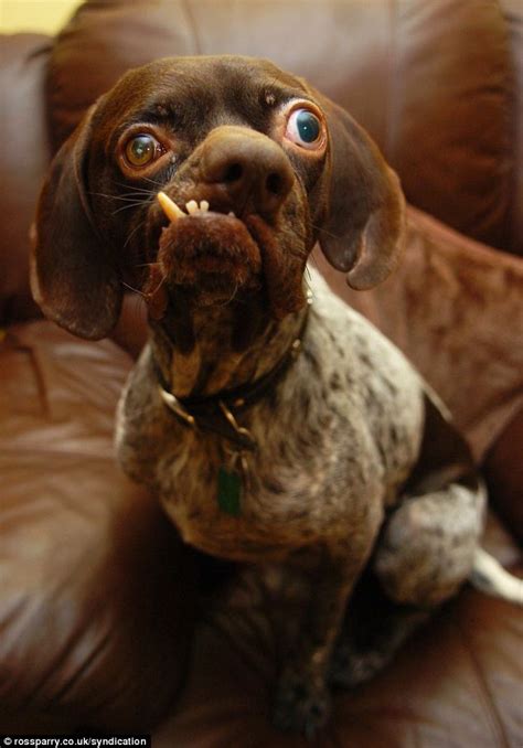 Worlds Strangest The Ugly Dog Breeds Worlds Ugliest Dog Contest