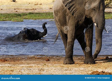 African Baby Elephant Playing In Water Stock Photo Image Of Grassland