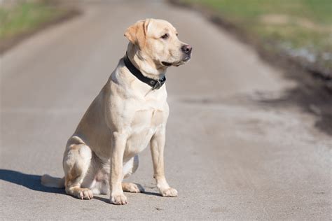 15 Best White Labrador Breeders In The United States