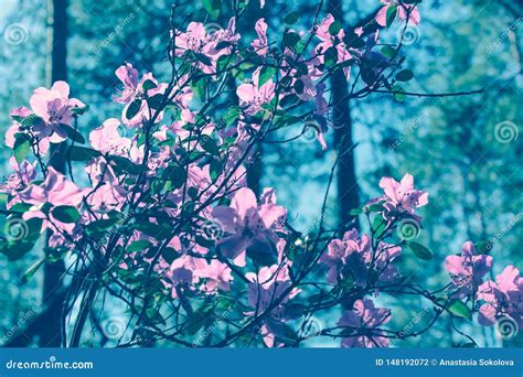 Blooming Tree Flowers In Pink Spring Season Of Nature Beauty Spring