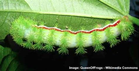 50 Green Caterpillars With Pictures Identification Guide