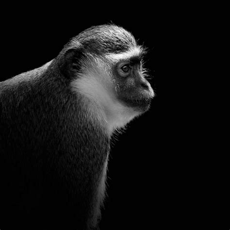Amazing Black And White Animal Photography By Lukas Holas Animal