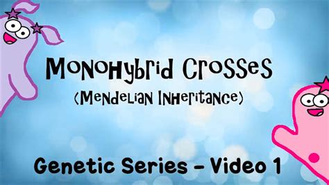 amoeba sisters monohybrid crosses mendelian answer key mendelian genetics monohybrid cross