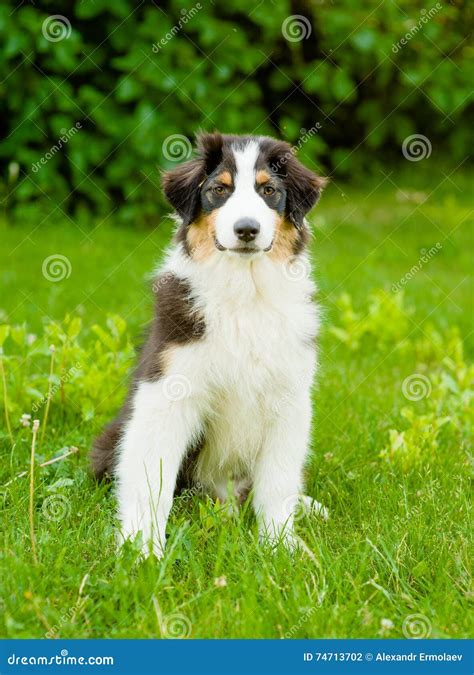 Portrait Australian Shepherd Puppy Sitting On Green Grass Stock Photo