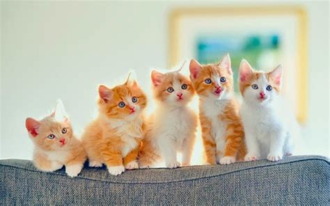 These free cat photos are purrfect. kittens, Kitten, Cat, Cats, Baby, Cute, S Wallpapers HD ...