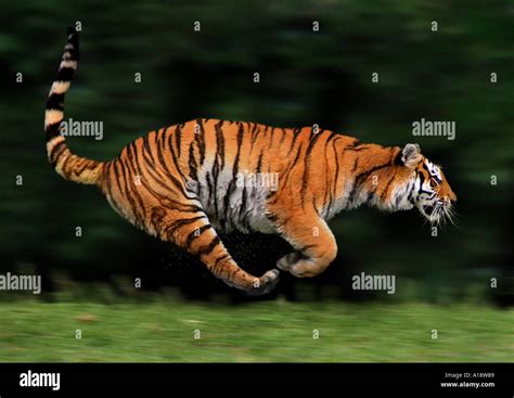 Bengal Tiger Panthera Tigris Tigris Running Stock Photo 3324296 Alamy