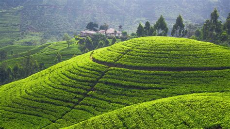Wallpaper Landscape Green Hills Sri Lanka Tea Plant Plateau