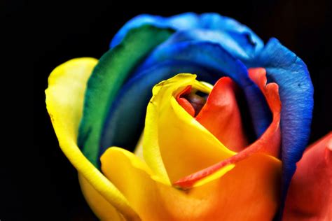 What Is A Rainbow Rose The Garden Of Eaden