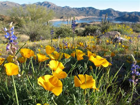 The flowering stalk is branched and contains multiple large flowering heads, making it a very conspicuous part of the landscape. Elevation of N Trails End, Rio Verde, AZ, USA ...