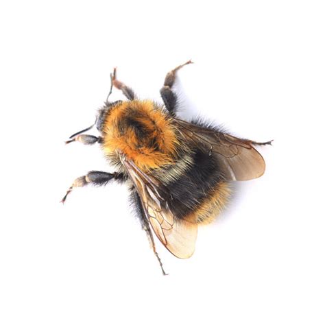 Yellow Bumblebee Stock Photos Pictures And Royalty Free Images Istock