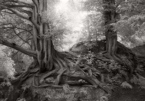 Beth Moon Ancient Trees Internationalphotomag