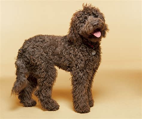 Labradoodle Mixed Dog Breed Pictures Characteristics And Facts