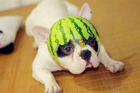 Hilarious Doggie Wearing A Watermelon Hat Cute Dog Pictures Funny