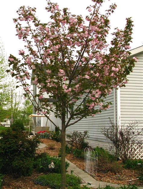 Photo Of The Entire Plant Of Japanese Flowering Cherry Prunus