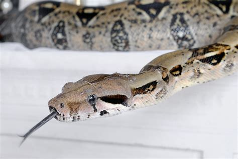 Fotos Gratis Animal Fauna Silvestre Reptil Serpiente Vertebrado