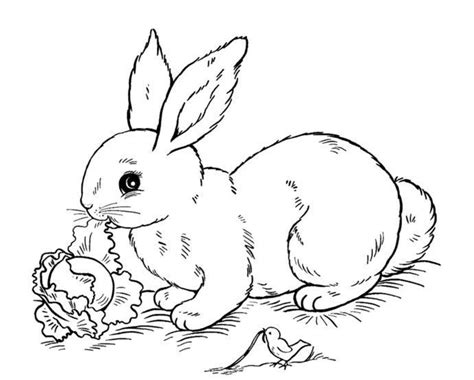 √ 30 Sketsa Gambar Mewarnai Kelinci Sederhana Servergambar01 Bunny