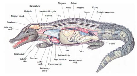 Extra Information Reptiles