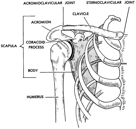 Images 04 Skeletal System Basic Human Anatomy