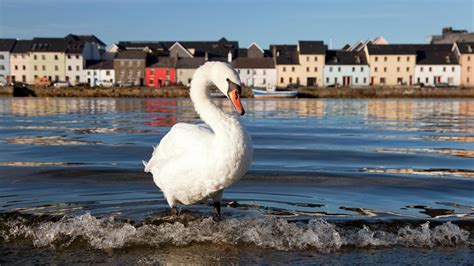 Krem 2 Photo Of The Week Swan In Ireland