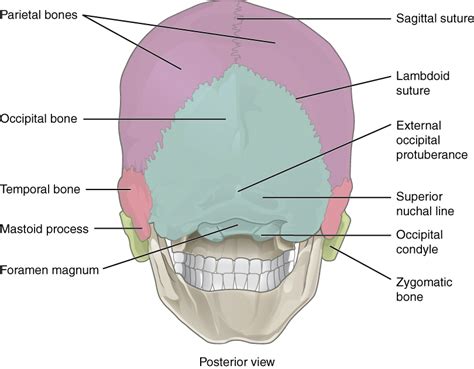 This Figure Shows The Posterior View Of The Skull And The Major Parts