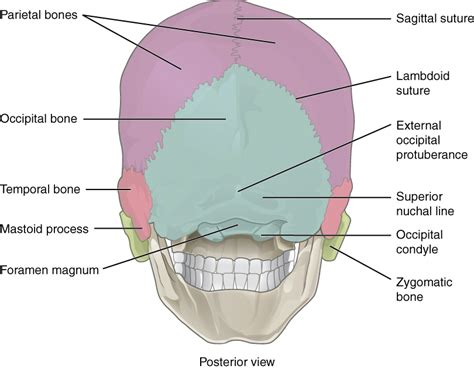 Cranium) is the skeleton of the head composed of 22 separate bones joined together primarily by sutures. This figure shows the posterior view of the skull and the major parts are labeled.