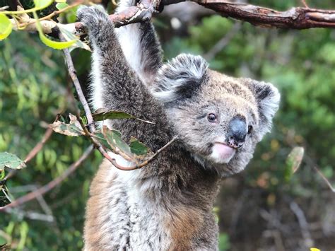 Nature & Wildlife - Australian Coastal Safaris