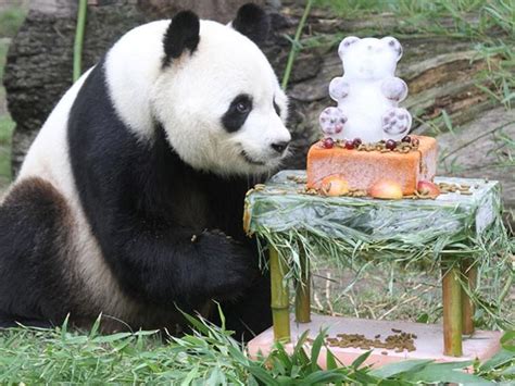 Pandas Celebrating Birthdays 21 Pics