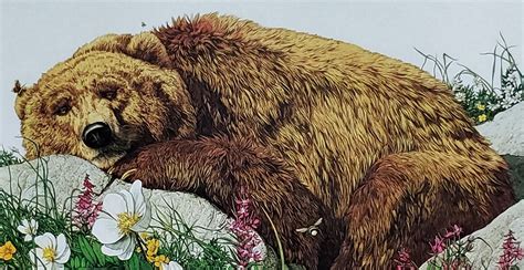 Bev Doolittle Bugged Bear Bookplate Print Wall Art Bd19 Etsy