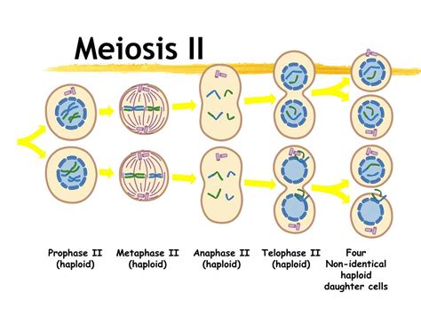 Ppt Meiosis Powerpoint Presentation Free Download Id2867307