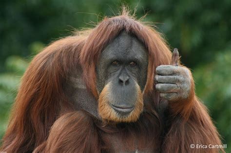 Image Tagged In Thumbs Up Orangutan Imgflip
