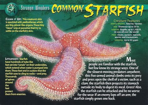 Wild Creatures Scary Fish Starfish