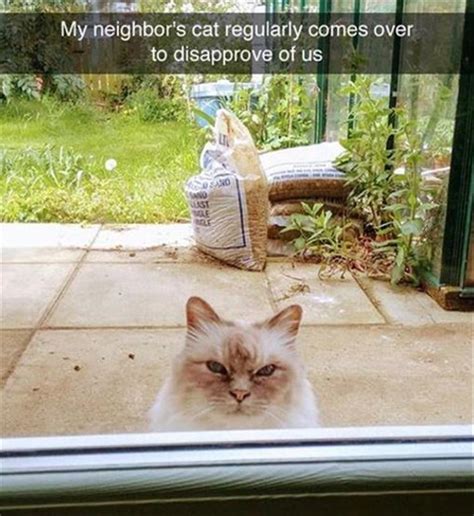 22 Funny Animal Memes And Pictures Of The Day Cute