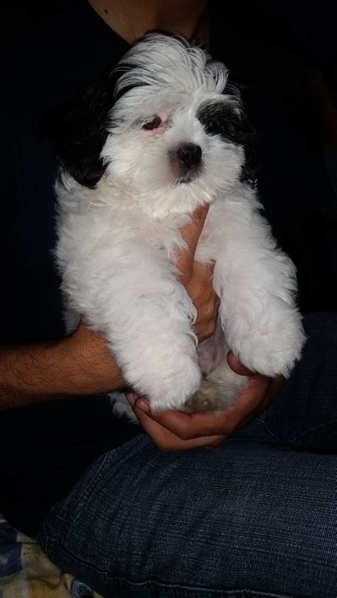 Filhote De Shih Tzu Macho Só Branco R 45000 Em Mercado Livre