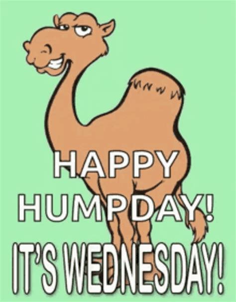 Hump Day Camel Wednesday It Is GIF GIFDB Com