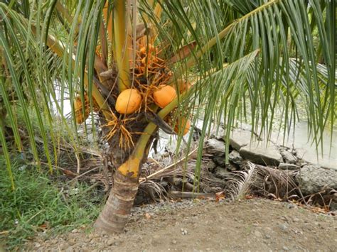 According to the world famous wikipedia, which has collected a large amount of diverse material and articles, coconut. Dwarf Coconut - Cocos nucifera