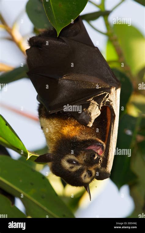 Spectacled Flying Fox Pteropus Conspicillatus Stock Photo Alamy