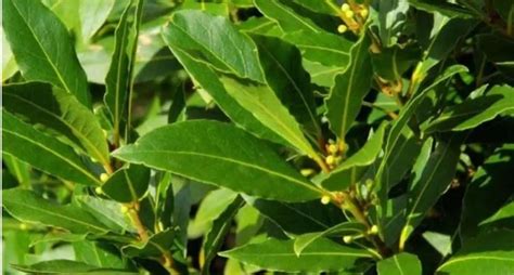 El Laurel Y Sus Grandiosos Beneficios Como Planta Medicinal