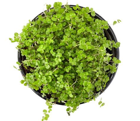 Indoor Plants Top View Png Free Transparent Png Download Pngkey Zohal
