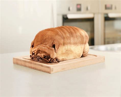 Half-dog Half-bread : aww