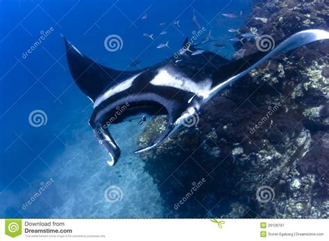Swimming Manta Ray Underwater In The Ocean Stock Image