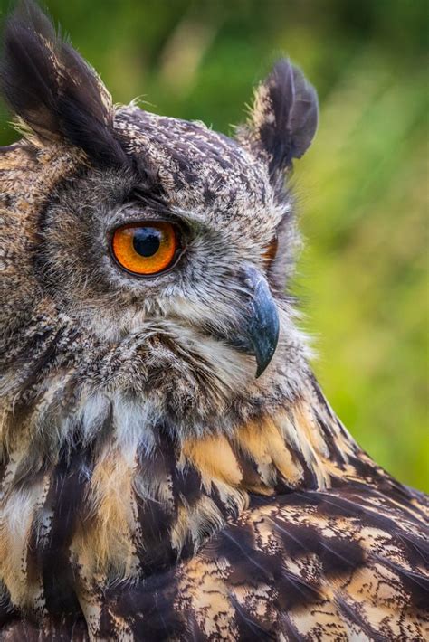 Some good commitment from them. Eagle owl (Bubo bubo) by chris smith / 500px | Eule, Rabe