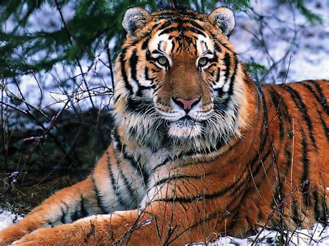South China Tiger Alchetron The Free Social Encyclopedia