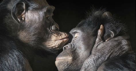 10 Unexpected Animal Love Lives Listverse