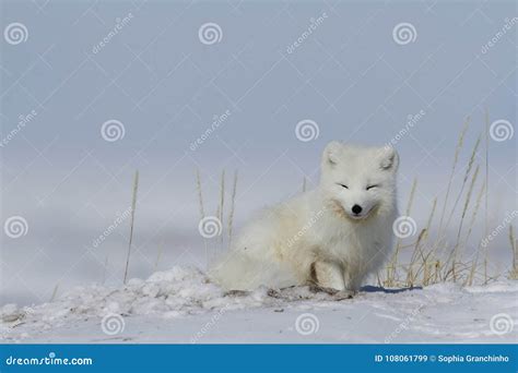 Arctic Fox Vulpes Lagopus Waking Up From A Nap With Snow On The Ground