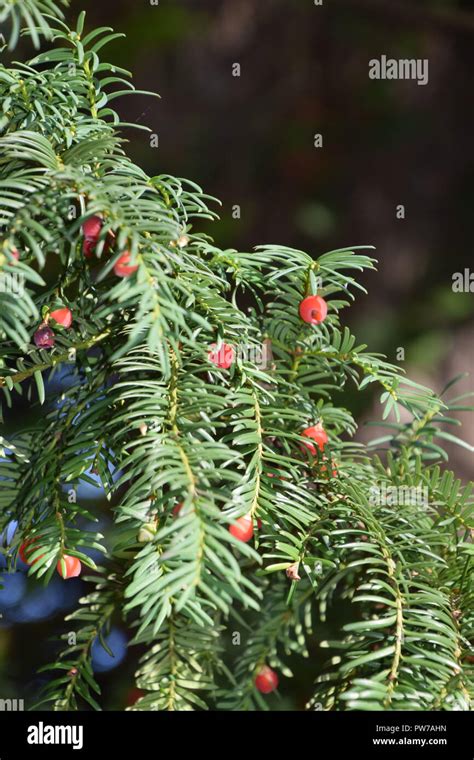 European Yew Branches With Ripe Fruits Taxus Baccata Tree With
